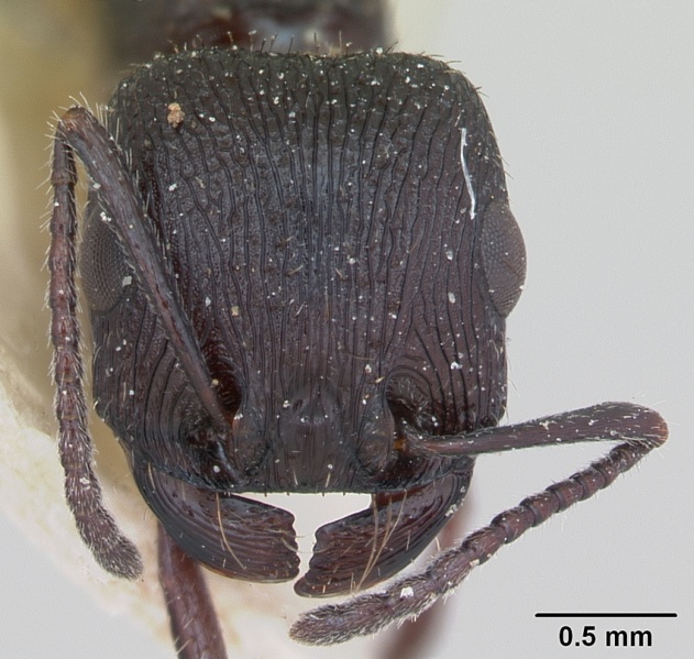 File:Pogonomyrmex brevibarbis casent0173351 head 1.jpg