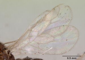 Prionopelta punctulata casent0172313 profile 2.jpg