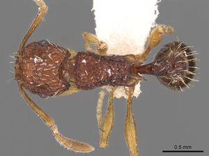 Tetramorium kestrum casent0901202 d 1 high.jpg