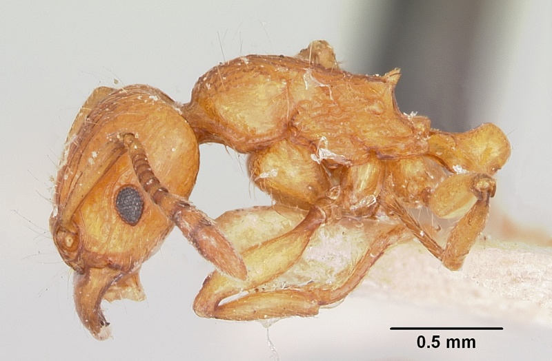 File:Tetramorium obiwan casent0101556 p 1 high.jpg