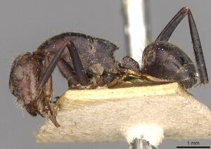 Camponotus mendax casent0910448 p 1 high.jpg