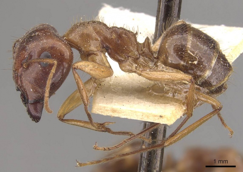 File:Camponotus moeschi casent0910545 p 1 high.jpg