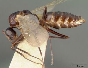 Camponotus planus castype00457-02 profile 1.jpg