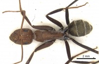 Camponotus rufoglaucus casent0903508 d 1 high.jpg