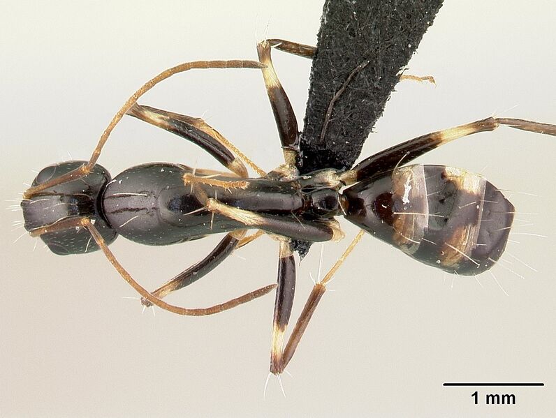 File:Camponotus sada Holotype worker casent0498916 d.jpg