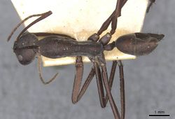 Camponotus somalinus pattensis casent0910275 d 1 high.jpg