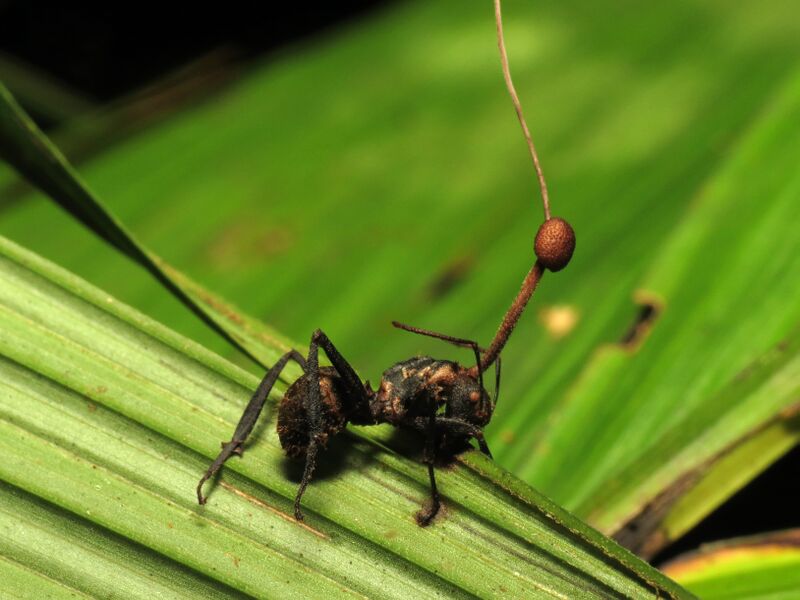 File:Camponotus sp., Ophiocordyceps unilateralis, San Pedrillo, Puntarenas, Costa Rica, Katja Schulz.jpg