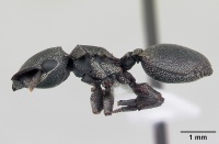 Cephalotes borgmeieri casent0173664 profile 1.jpg