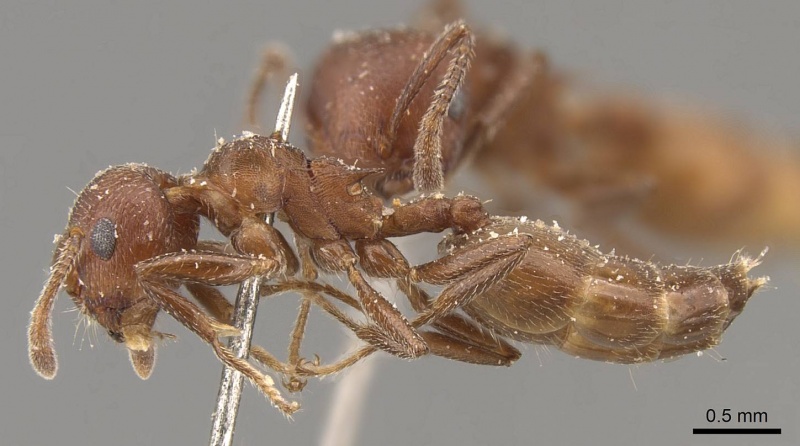 File:Crematogaster castanea casent0908507 p 1 high.jpg