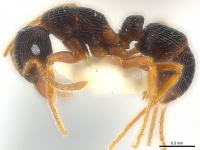 Gnamptogenys ilimani P casent0179988.jpg