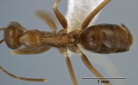 Leptomyrmex aitchisoni top view