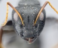 MCZ ENT Camponotus auropubens 001 hef 3.jpg