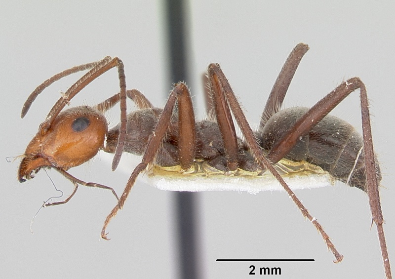 File:Myrmecocystus melliger casent0105637 profile 1.jpg