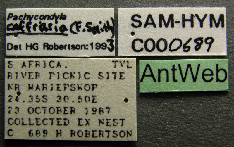 File:Pachycondyla caffraria sam-hym-c000689a label 1.jpg