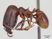 Pheidole fimbriata casent0178017 profile 1.jpg