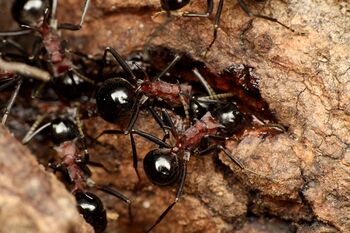 Polyrhachis lamellidens nest, Taku Shimada (3).jpg