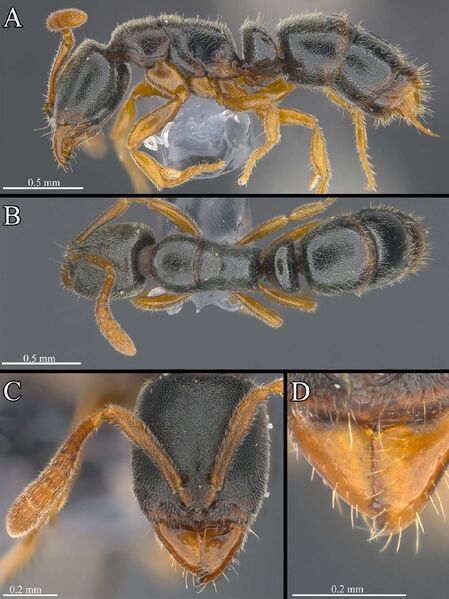 File:Ponera sinensis F48.jpg