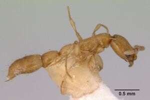 Simopone conciliatrix casent0172320 profile 2.jpg