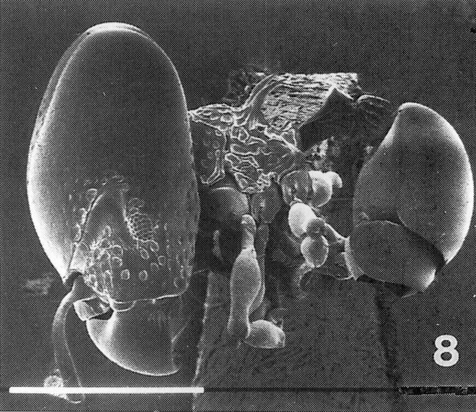 File:Terayama etal entomolscience 1998 three new species acanthomyrmex-4 hal.jpg