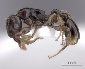 Tetramorium venator casent0217165 p 1 high.jpg