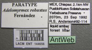 Adelomyrmex robustus lacm ent 144656 label 1.jpg
