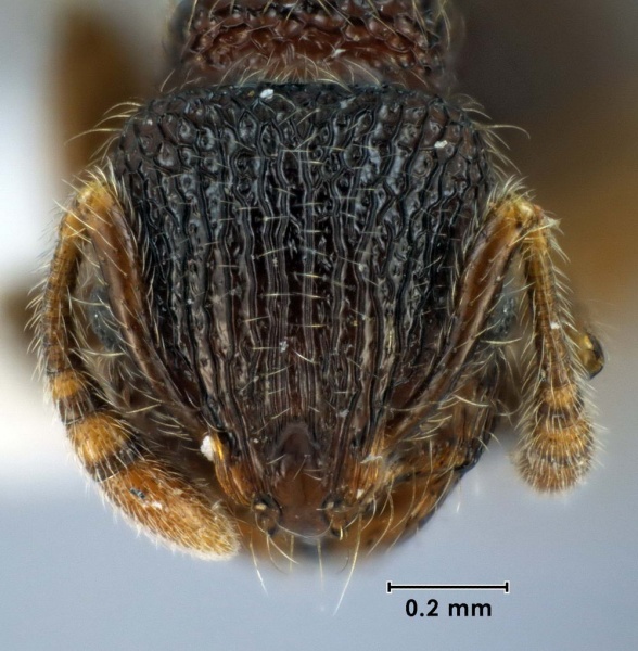 File:Austromorium flavigaster ANIC32-002561 head 80-web.jpg