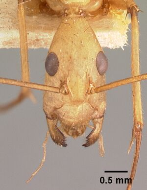 Camponotus cervicalis casent0101552 head 1.jpg