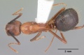 Camponotus floridanus casent0103673 dorsal 1.jpg