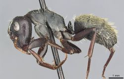 Camponotus galla casent0913708 p 1 high.jpg