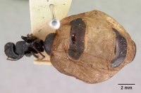 Camponotus inflatus casent0172171 dorsal 1.jpg