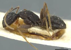 Camponotus jeanneli casent0911649 p 1 high.jpg