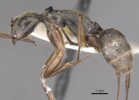 Camponotus punctatus casent0910360 p 1 high.jpg
