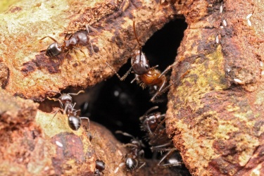 Camponotus rufifemur Shattuck 53813 ANIC32-066461 parabiosis w Crematogaster Danum Valley Sabah-web.jpg