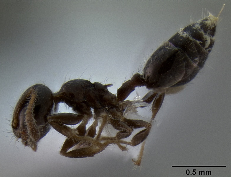 File:Crematogaster treubi casent0193783 p 1 high.jpg