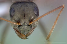 Formica sibylla casent0005374 head 1.jpg