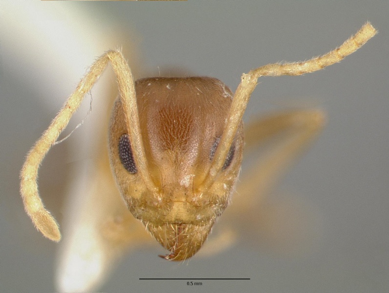 File:Iridomyrmex wingi castype06982 head 1.jpg