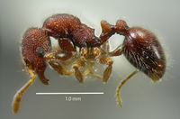 Lasiomyrma-wiwatwitayai-lateral-am-lg.jpg