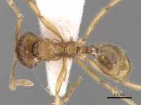 Lophomyrmex opaciceps casent0281612 d 1 high.jpg