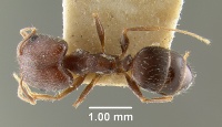 MCZ-ENT00032038 Pheidole ghatica had.jpg