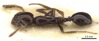 Monomorium boltoni casent0902218 d 1 high.jpg