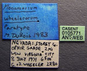 Monomorium ergatogyna casent0105771 label 1.jpg