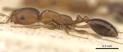 Monomorium opacior casent0902215 p 1 high.jpg