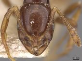 Monomorium tambourinense casent0908677 h 1 high.jpg