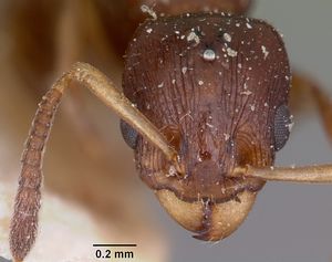 Nesomyrmex madecassus casent0101588 head 1.jpg