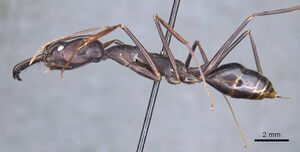 Odontomachus opaculus casent0905745 p 1 high.jpg