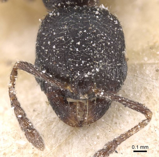 File:Oxyopomyrmex sabulonis casent0913247 h 1 high.jpg