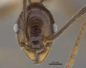 Pheidole besalon CASENT0646496 h.jpg