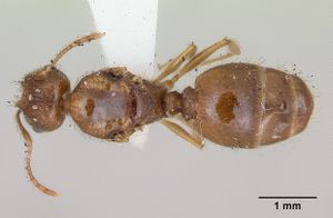 Pheidole williamsi casent0173264 dorsal 1.jpg