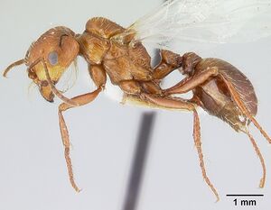 Pogonomyrmex anzensis casent0179513 profile 1.jpg