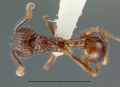 Pristomyrmex-brevispinosusD.jpg